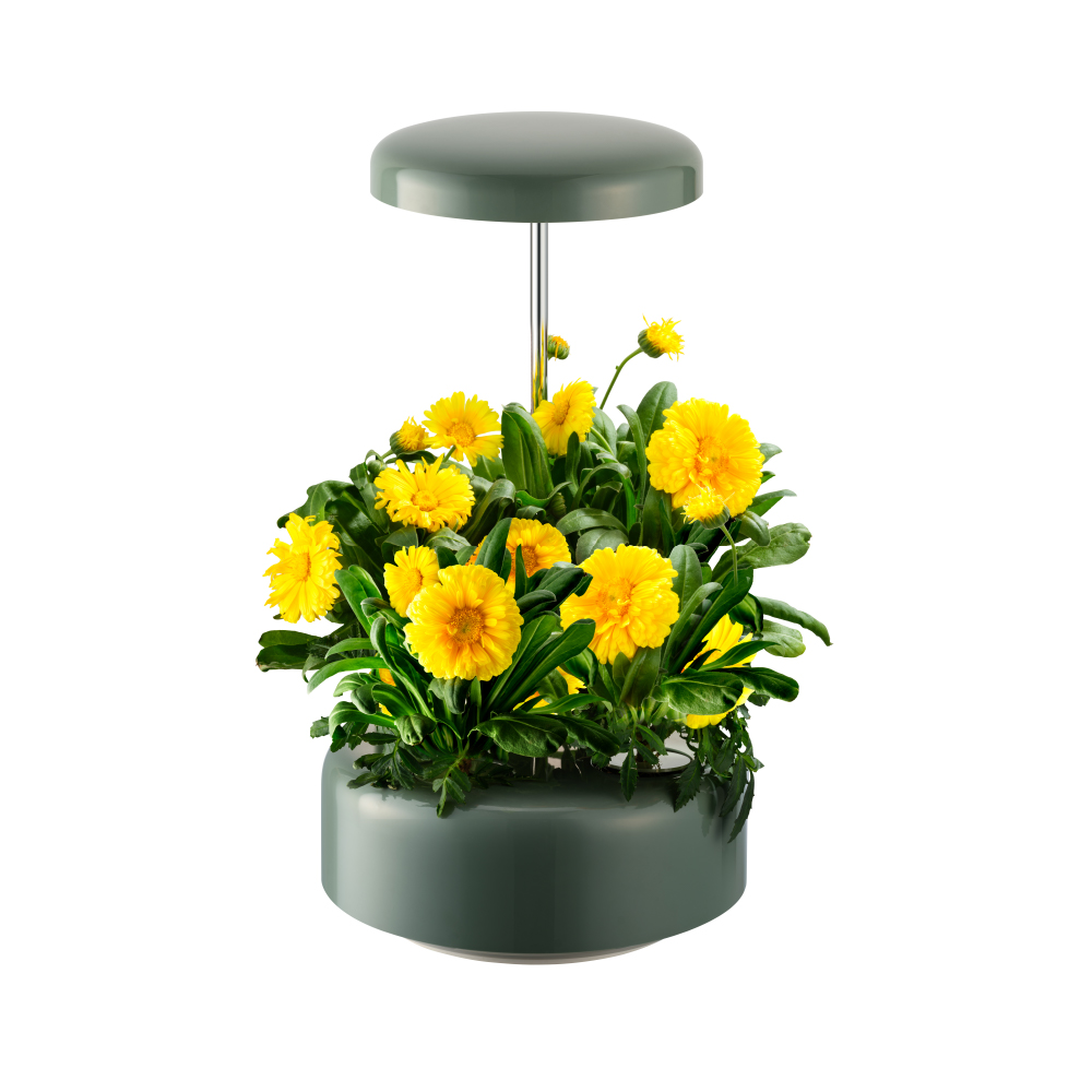 Máy trồng hoa thủy sinh - Florin - Ảnh 2